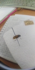Acmaeops marginata