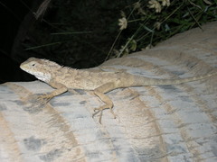 Calotes versicolor