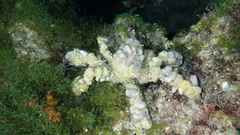 Camposcia retusa