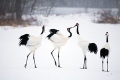 Grus japonensis