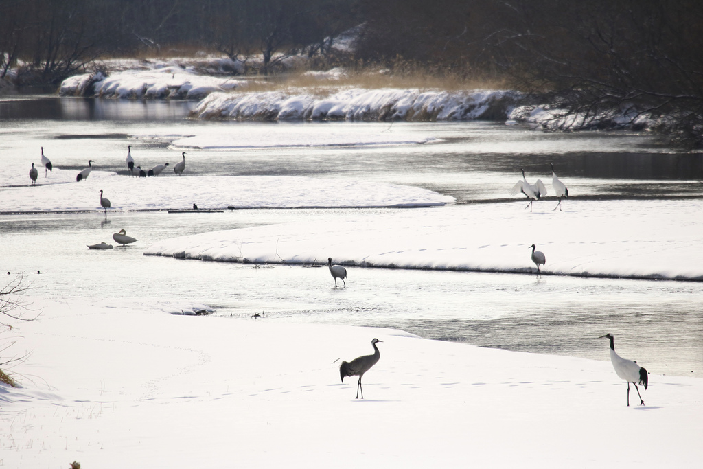 Common Crane From Mosetsuri, Tsurui, Akan District, Hokkaido 085-1213 