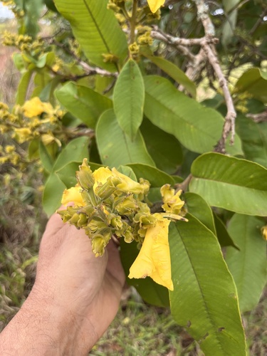Qualea grandiflora (Qualea grandiflora)