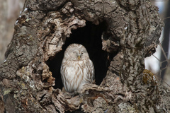 Strix uralensis