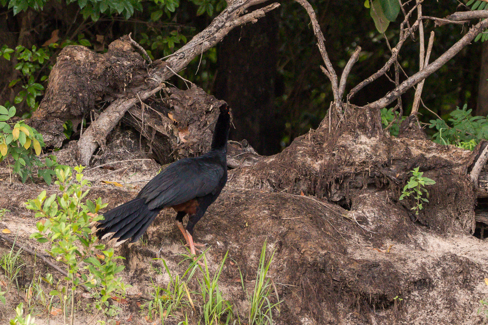 Razor-billed Curassow (Mitu tuberosum), photo 7