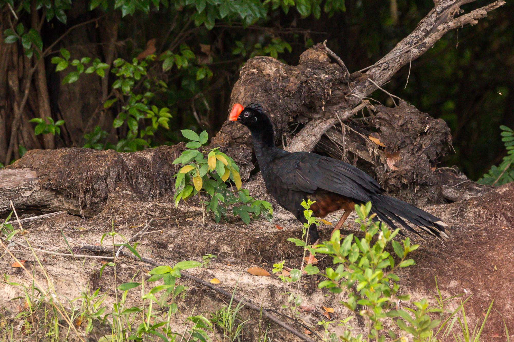 Razor-billed Curassow (Mitu tuberosum), photo 6