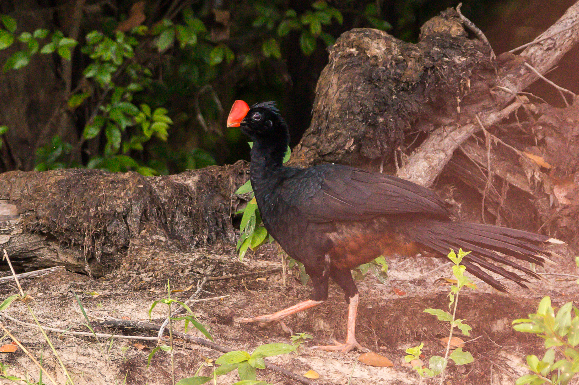 Razor-billed Curassow (Mitu tuberosum), photo 8