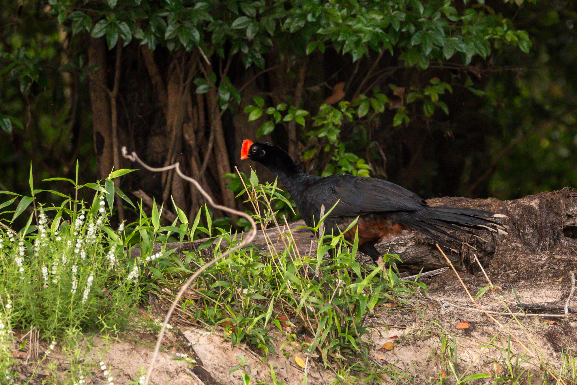 Razor-billed Curassow (Mitu tuberosum), photo 9