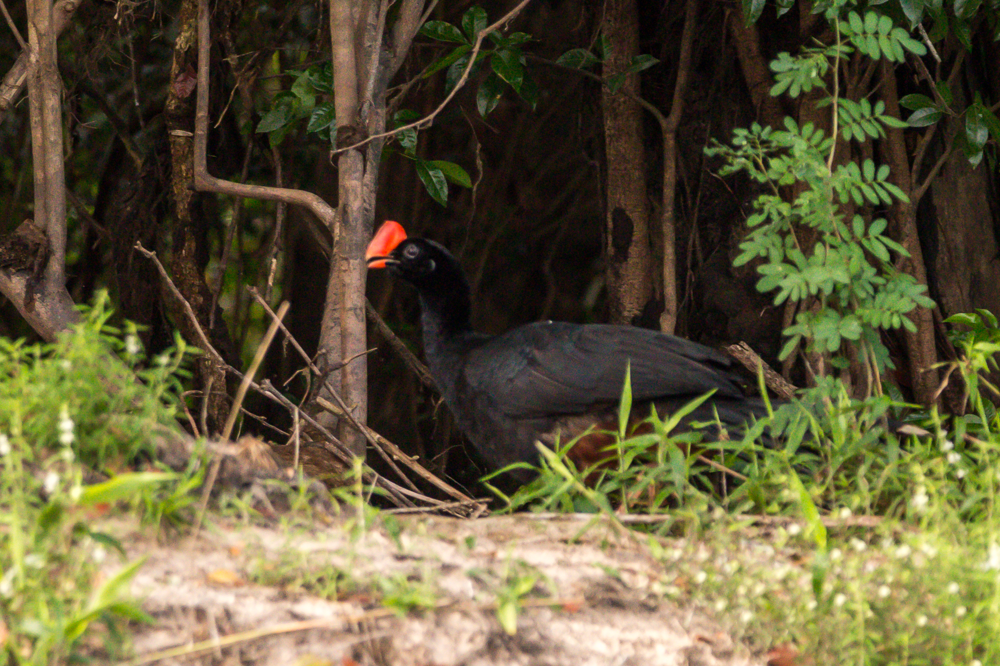 Razor-billed Curassow (Mitu tuberosum), photo 10