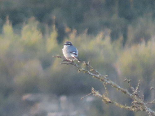 Iberian Grey Shrike