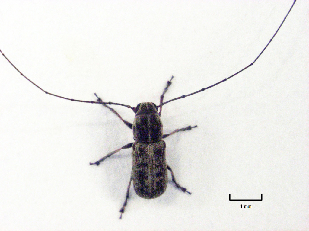 Platystomini