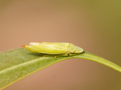 Reuplemmelini
