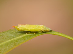 Reuplemmelini