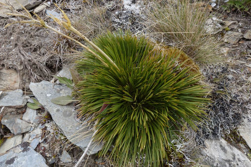 Aciphylla montana (Aciphylla montana)