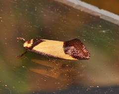 Crepidosceles timalphes