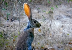 Lepus alleni