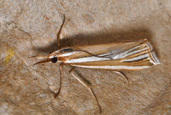 Hednota relatalis