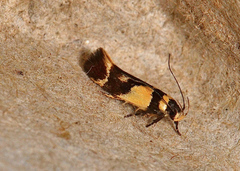 Macrobathra chrysotoxa