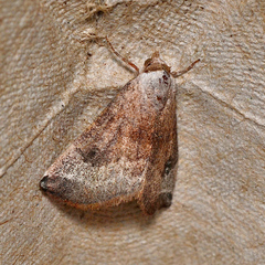 Mataeomera mesotaenia