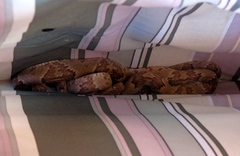 Trimorphodon paucimaculatus