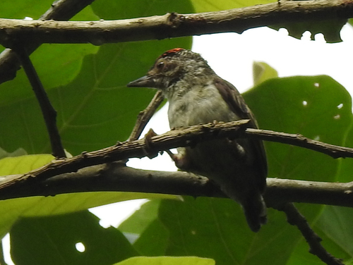 Plain-breasted Piculet (Picumnus castelnau), photo 4