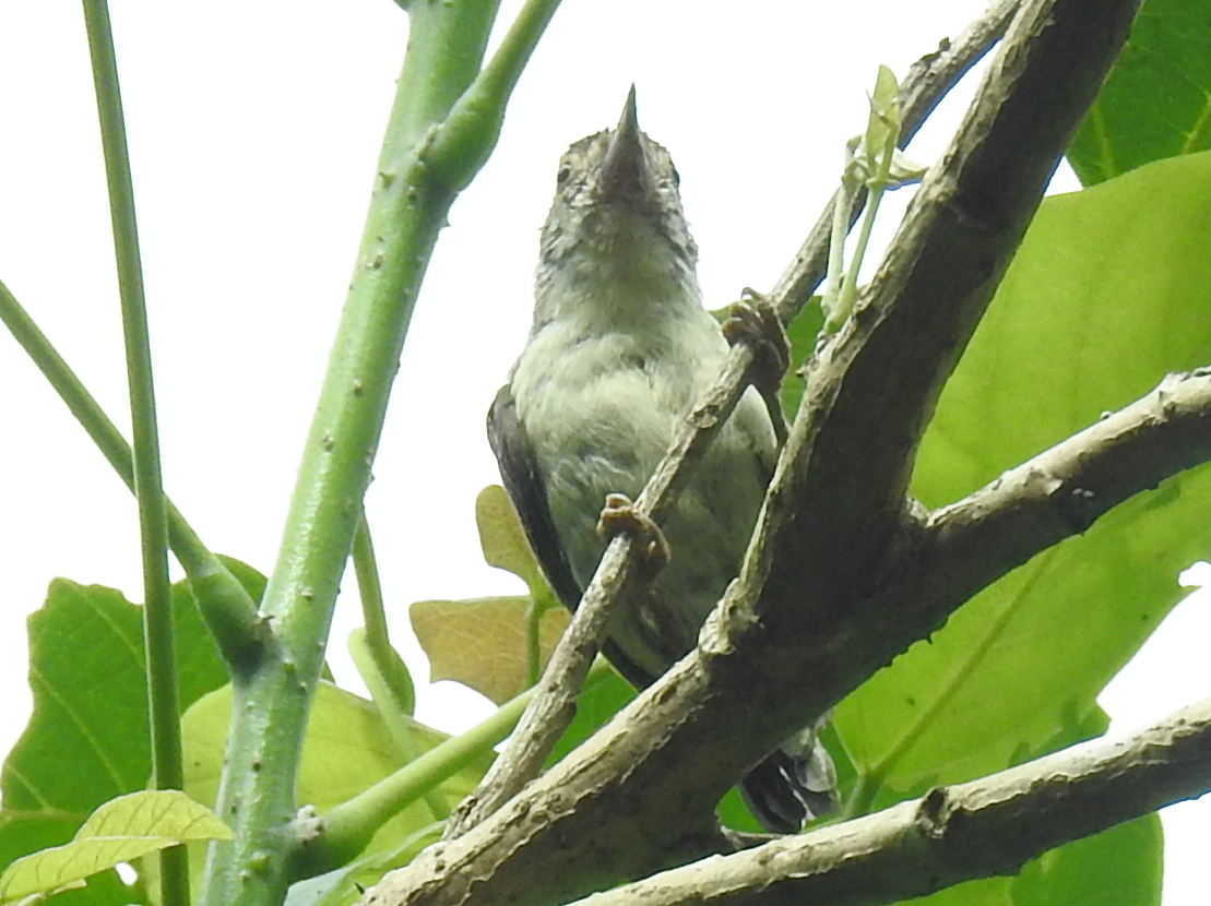 Plain-breasted Piculet (Picumnus castelnau), photo 2