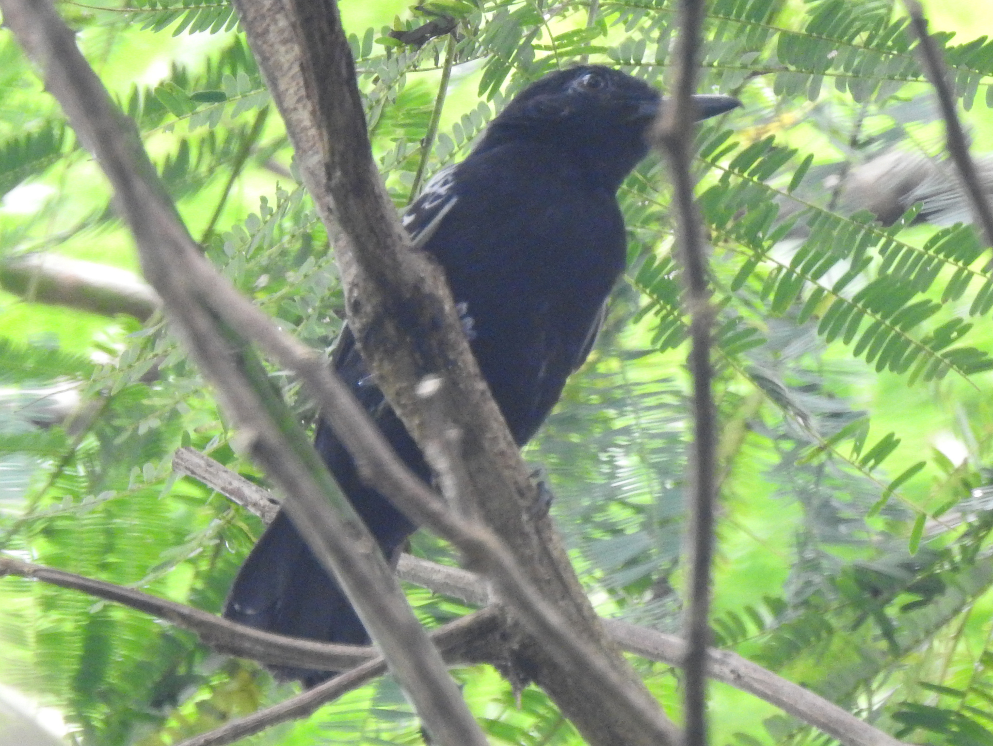 Amazonian Antshrike (Thamnophilus amazonicus), photo 7