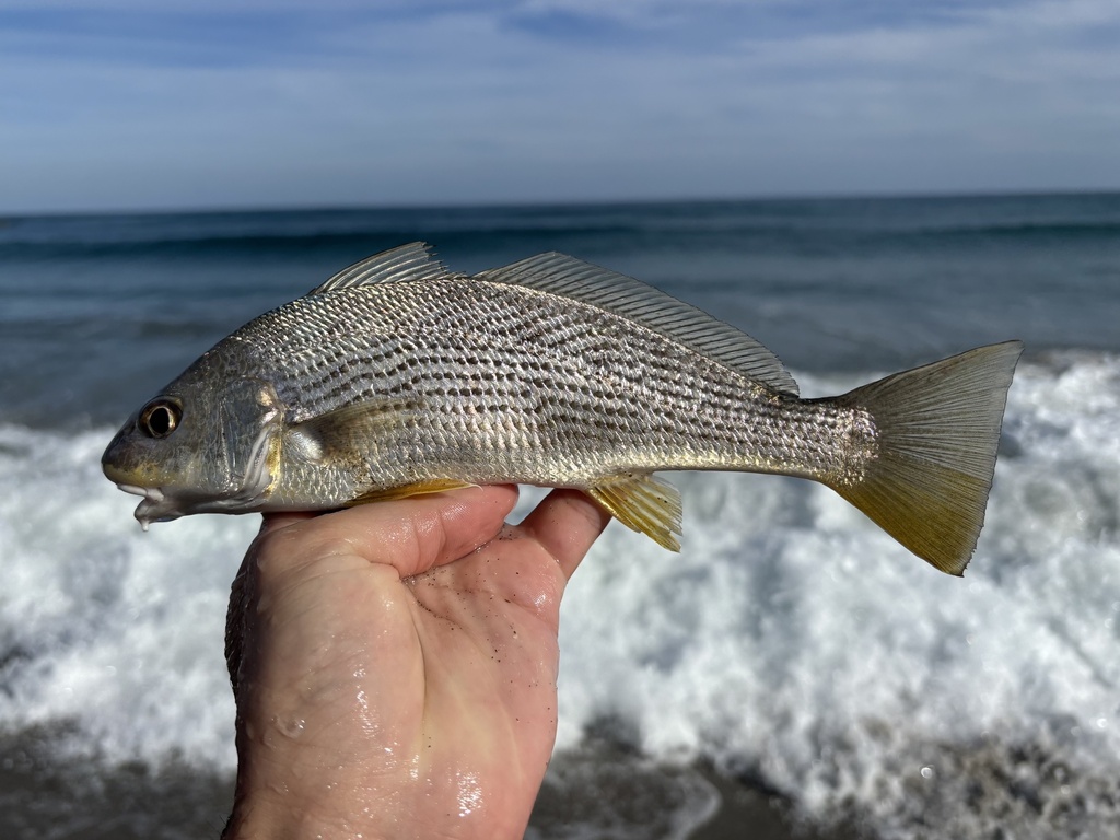 Drum (Umbrina coroides) — Sciaenidae