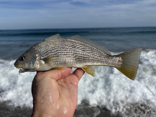 Zilvervis (Umbrina coroides) — Sciaenidae