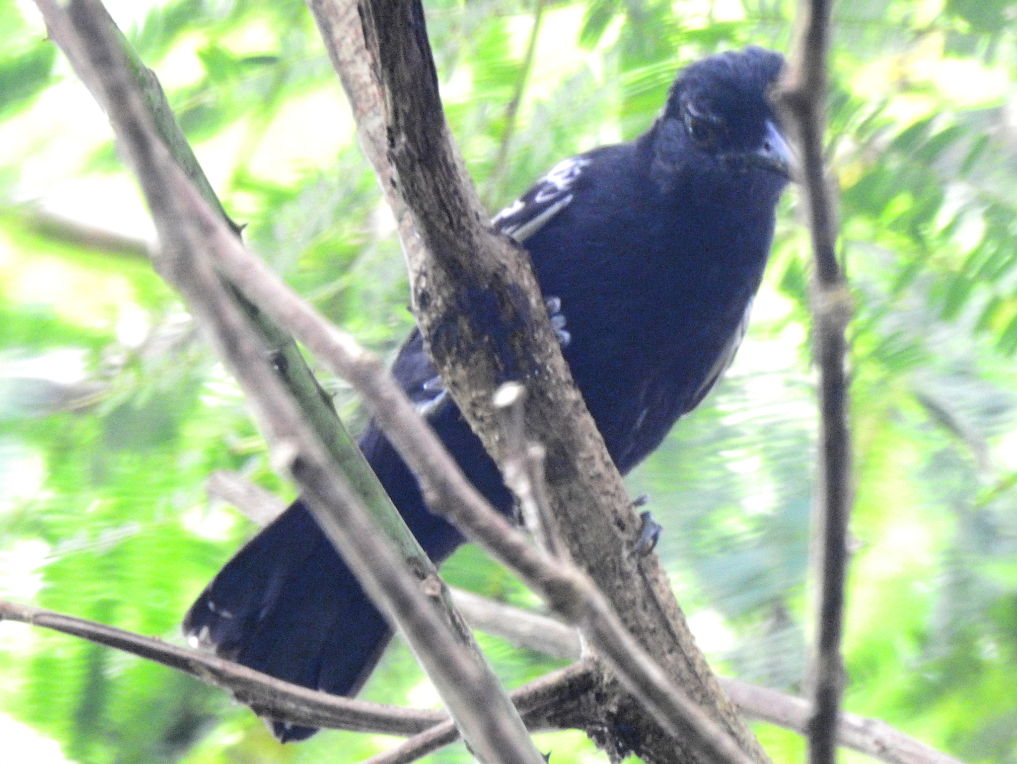 Amazonian Antshrike (Thamnophilus amazonicus), photo 6