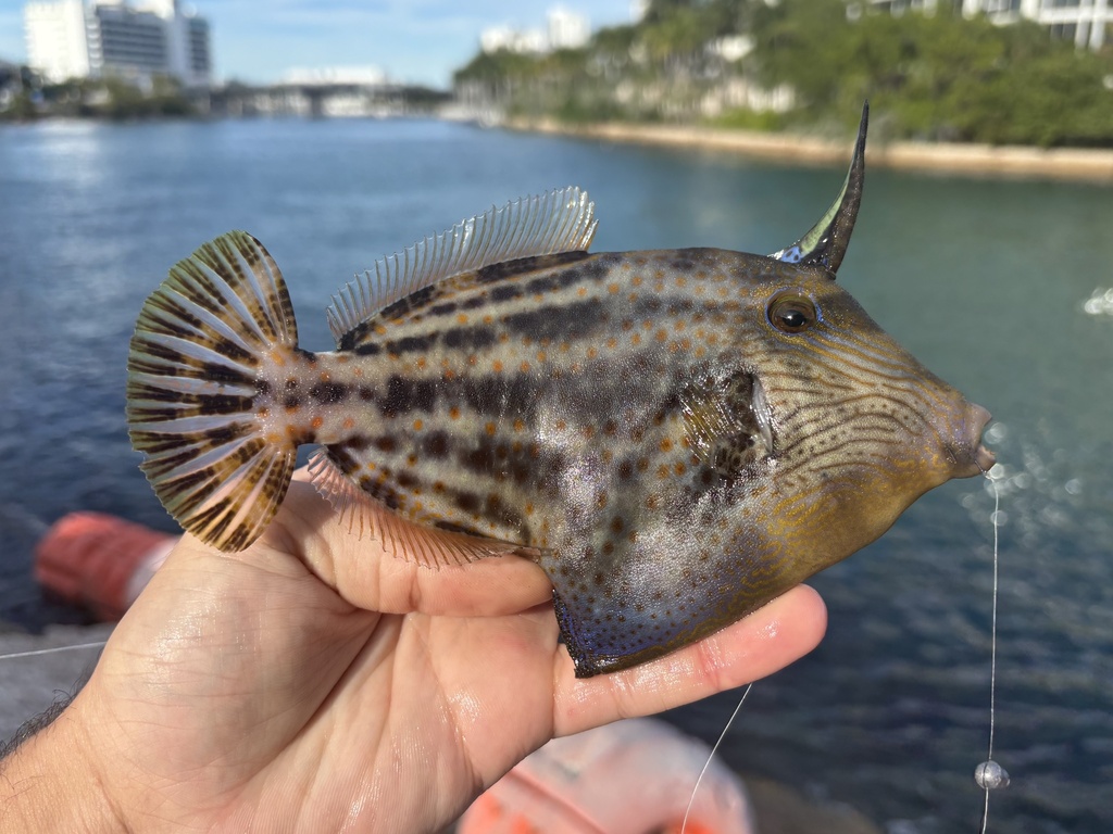Photo of Orangespotted filefish (Cantherhines pullus)