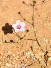 Commicarpus brandegeei