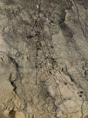 Commicarpus brandegeei