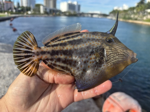 Photo of Orangespotted filefish (Cantherhines pullus)