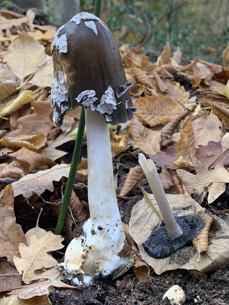 Coprinopsis picacea · December 2025 · photo: © manuela9012 (iNaturalist, cc-by)