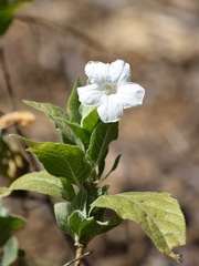 Ruellia leucantha
