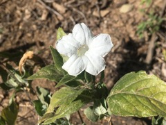 Ruellia leucantha