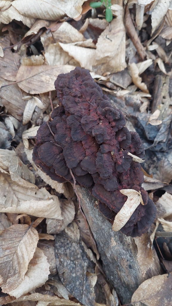 Daedaleopsis confragosa · December 2025 · photo: © viktorstrenada (iNaturalist, cc-by)