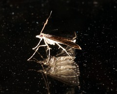 Proternia philocapna