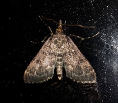 Proternia philocapna
