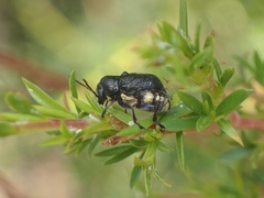 Aporocera scabrosa