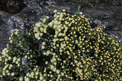 Helichrysum intermedium