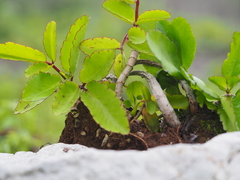 Kalanchoe pinnata