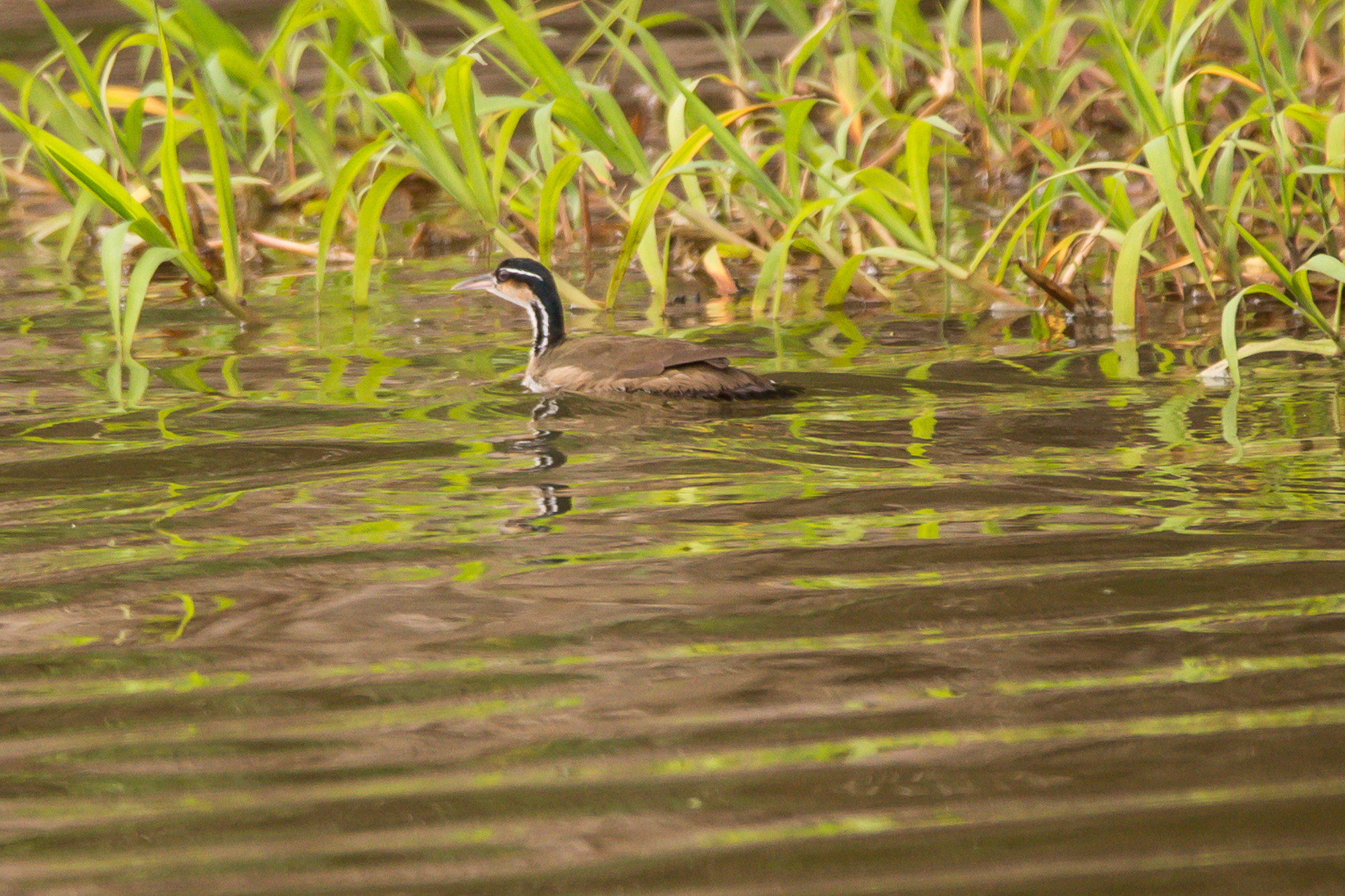 Sungrebe illustration