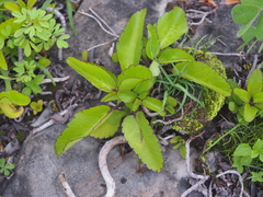 Kalanchoe pinnata