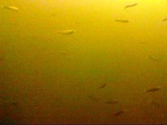 Alosa pseudoharengus