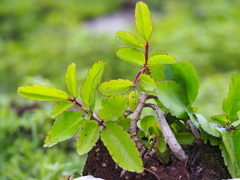 Kalanchoe pinnata