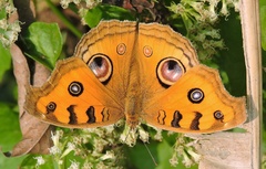 Junonia almana