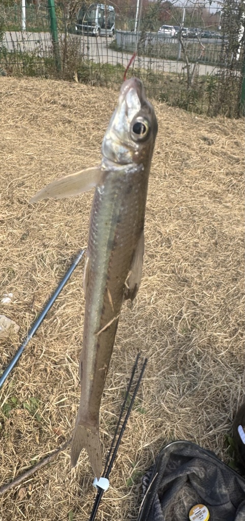 Chinese lizard gudgeon (Saurogobio dabryi) — Cyprinidae