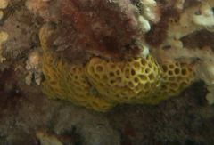 Holopsamma laminaefavosa