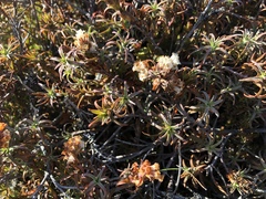 Dracophyllum recurvum